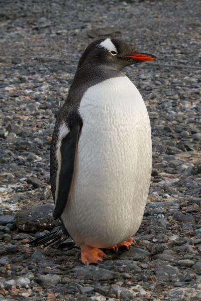 Lone-Manguine-Penguine
