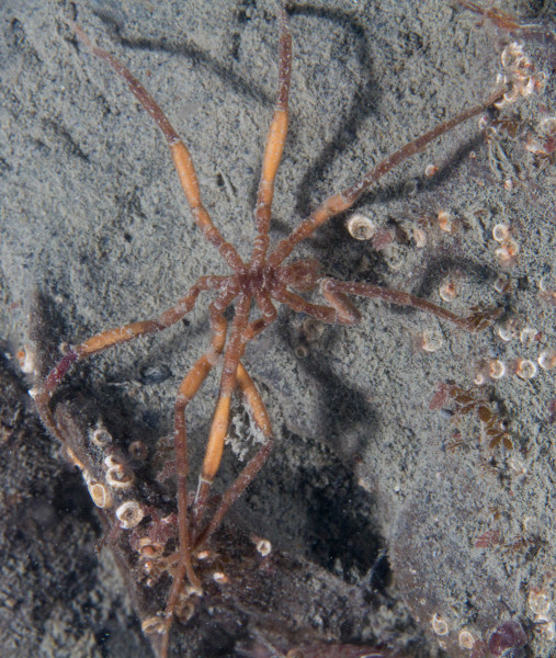 Sea-Spider