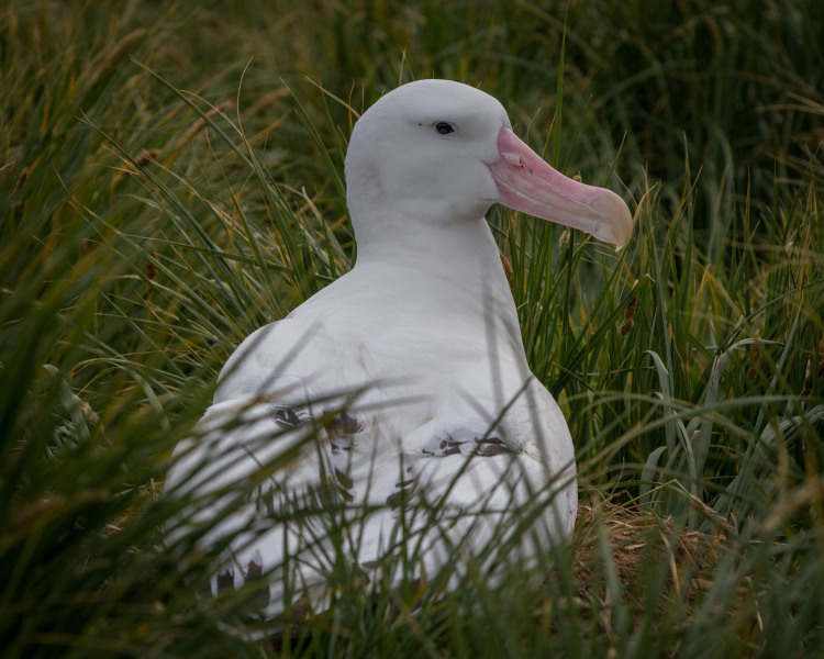 Wandering-Albatros