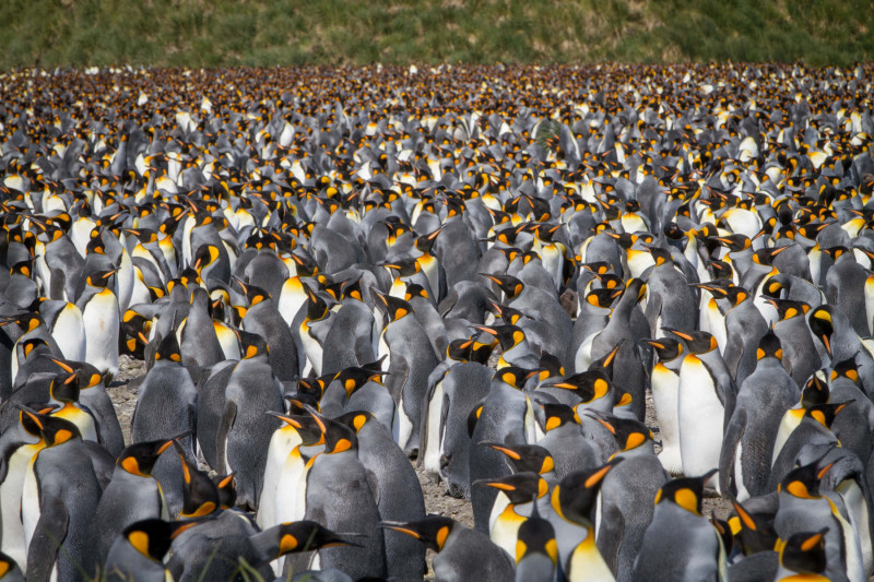 Flock-of-Penguins