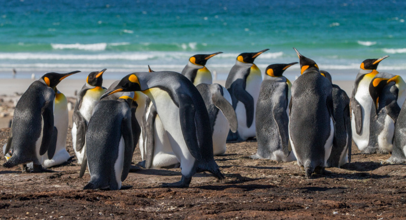 The-King-Penguins-Wide