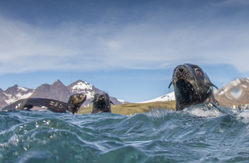 Seals-from-water