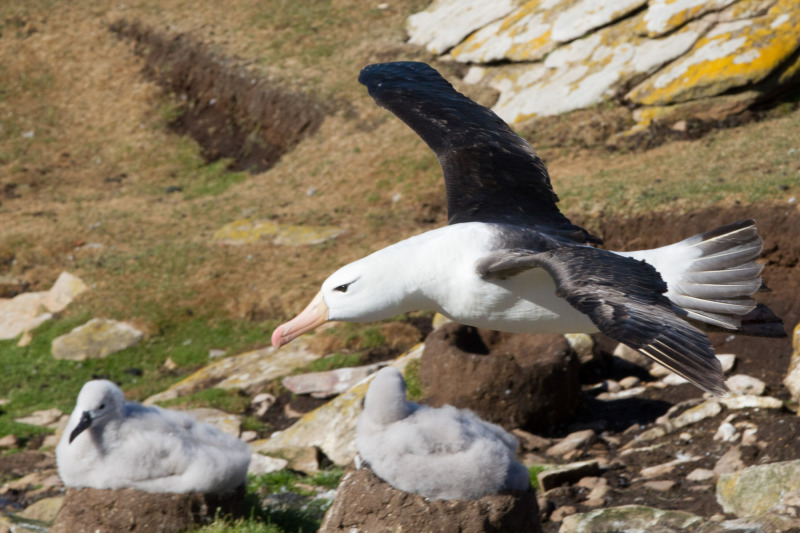 Albatros-with-Chicks-on-Nests