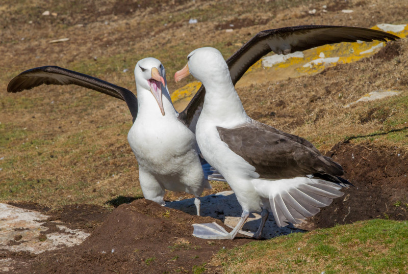 Albatros-Fighting