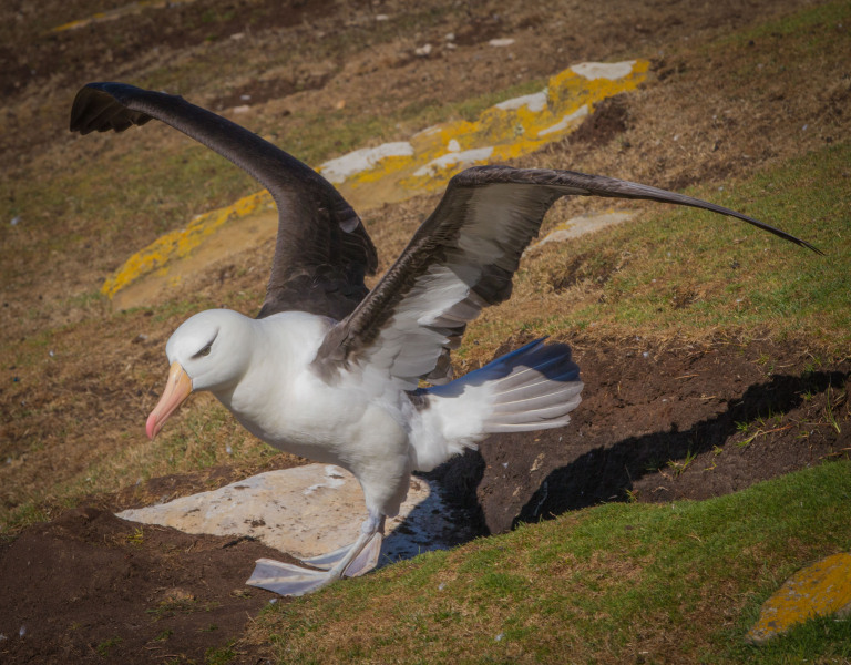 Albatros-Landing