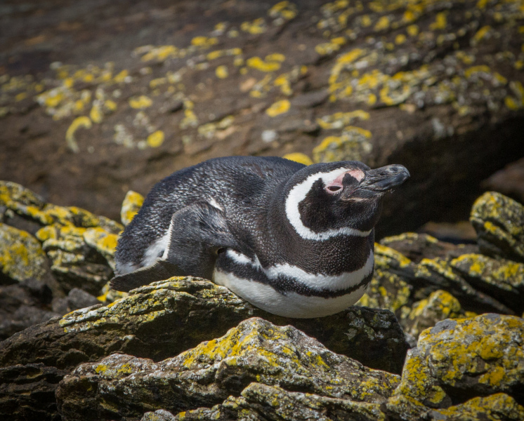 Penguine-Laying