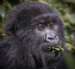 2_Juve-eating-on-bush-close-in-Rwanda