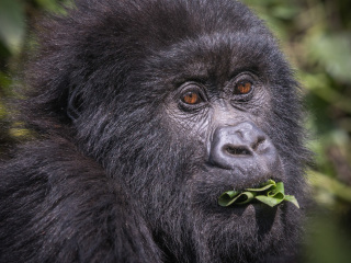 2_Juve-eating-on-bush-close-in-Rwanda