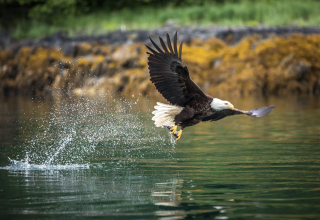 Eagle_3