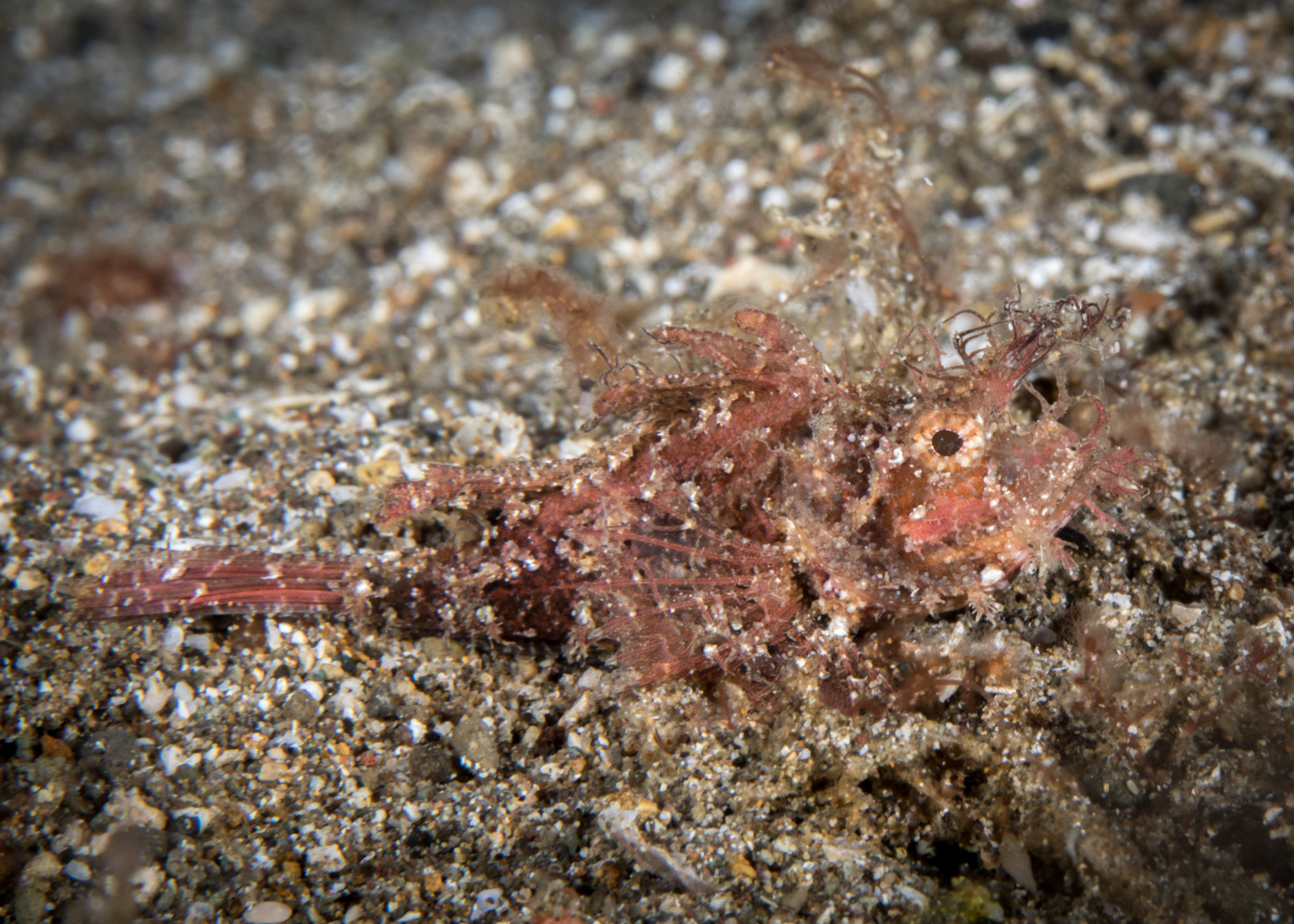ambon-scorpionfish-2