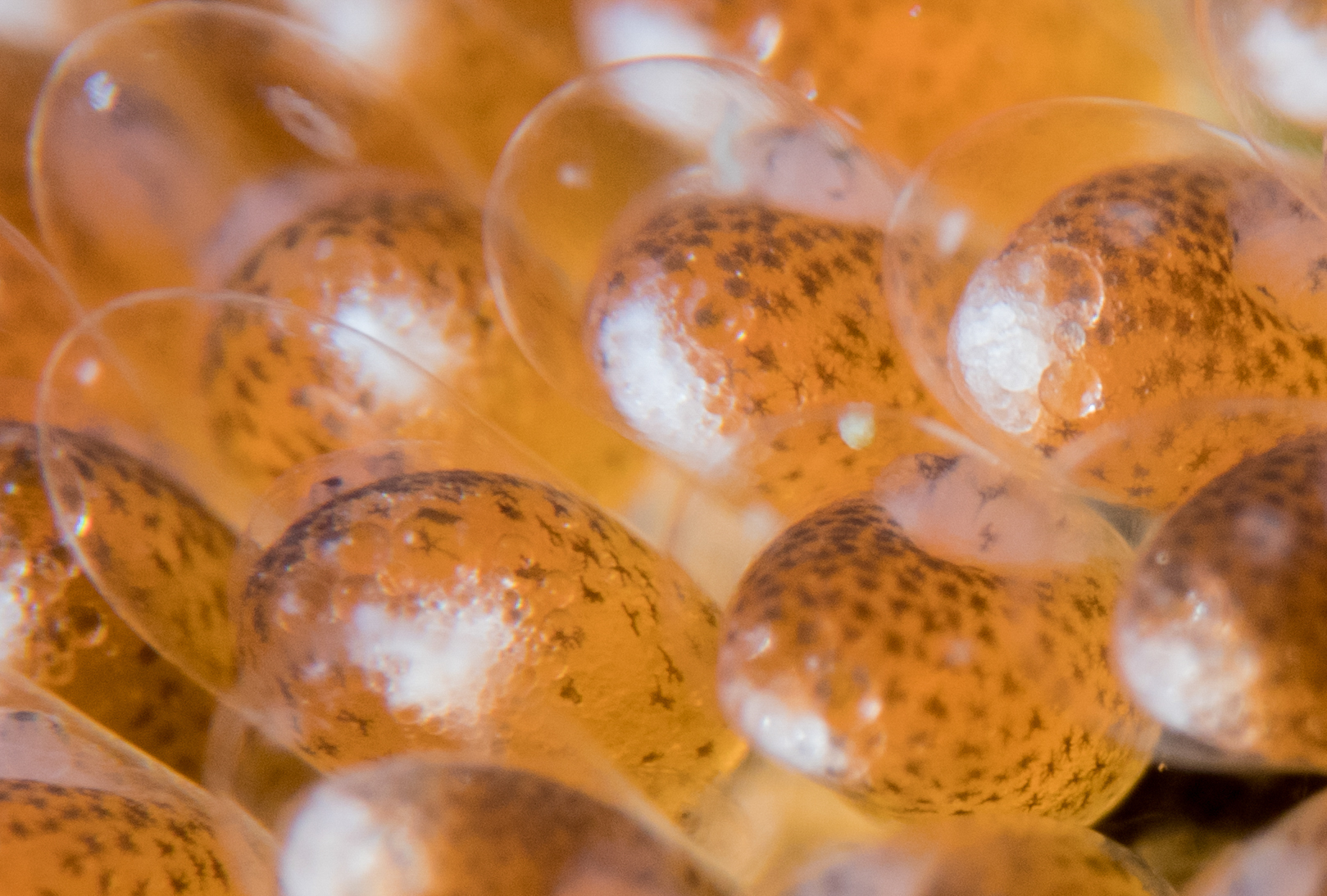 anemone-fish-eggs