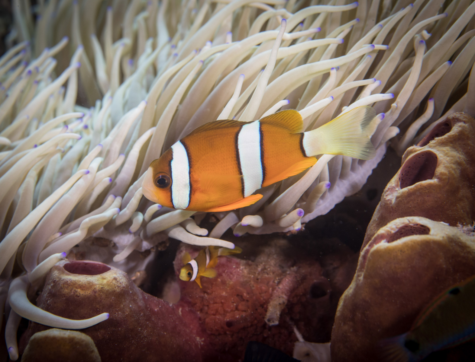 anemone-fish