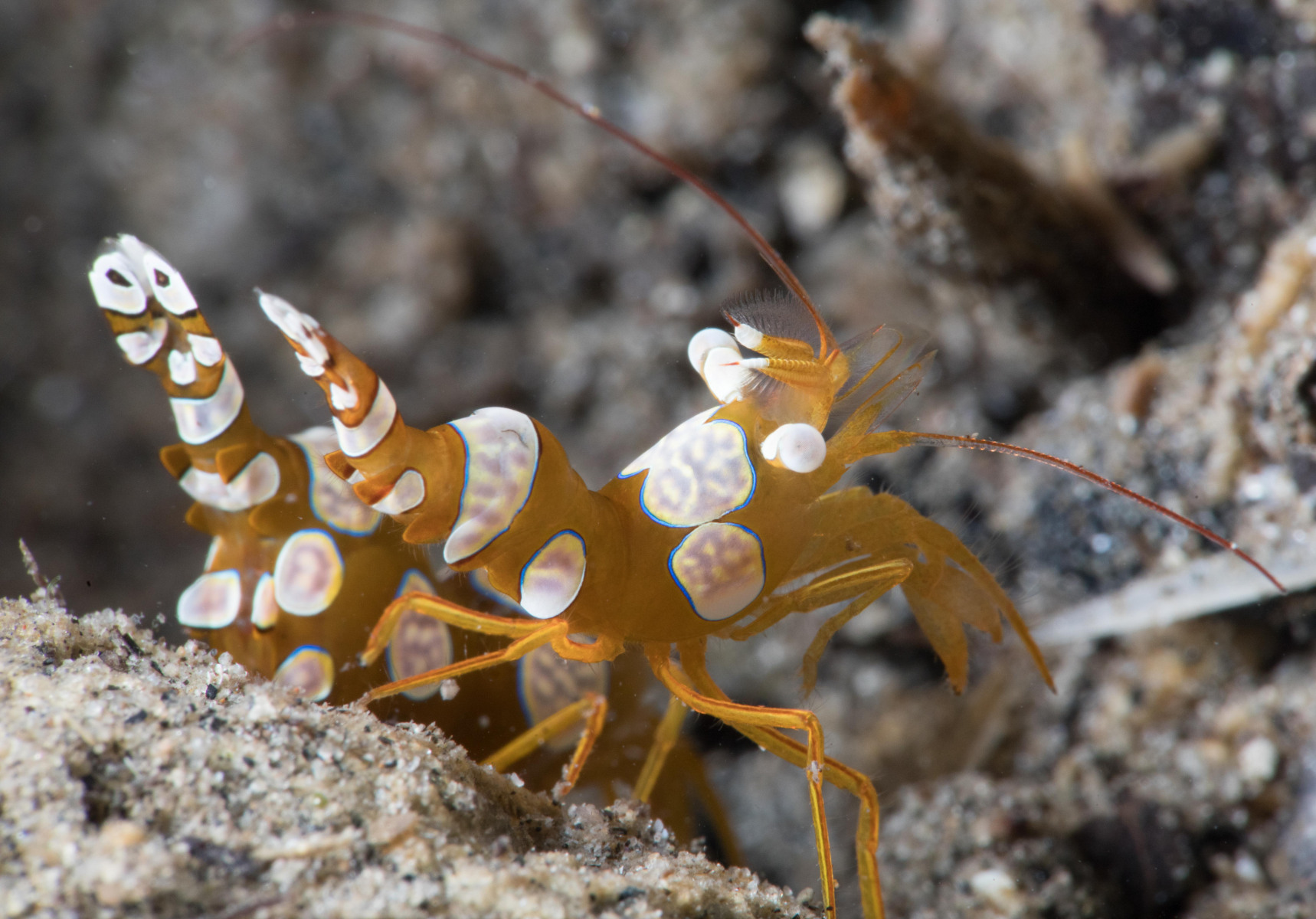 anemone-shrimp