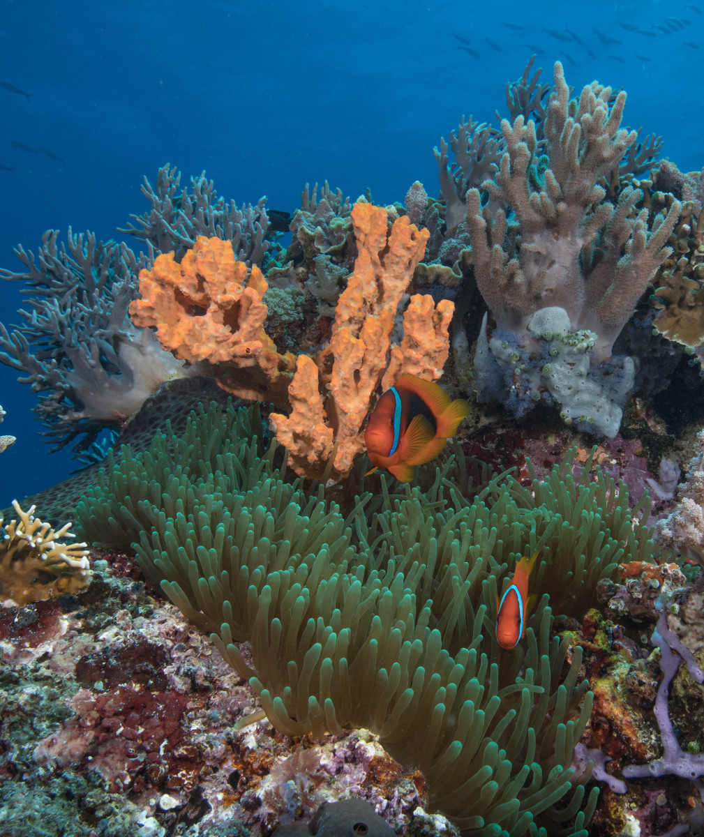 anemonea-and-orange-coral