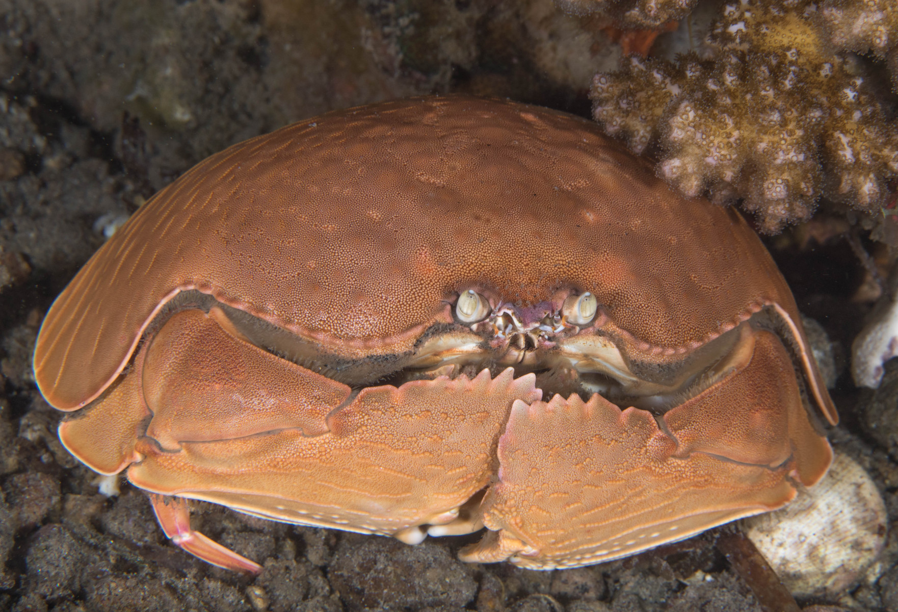big-claw-crab