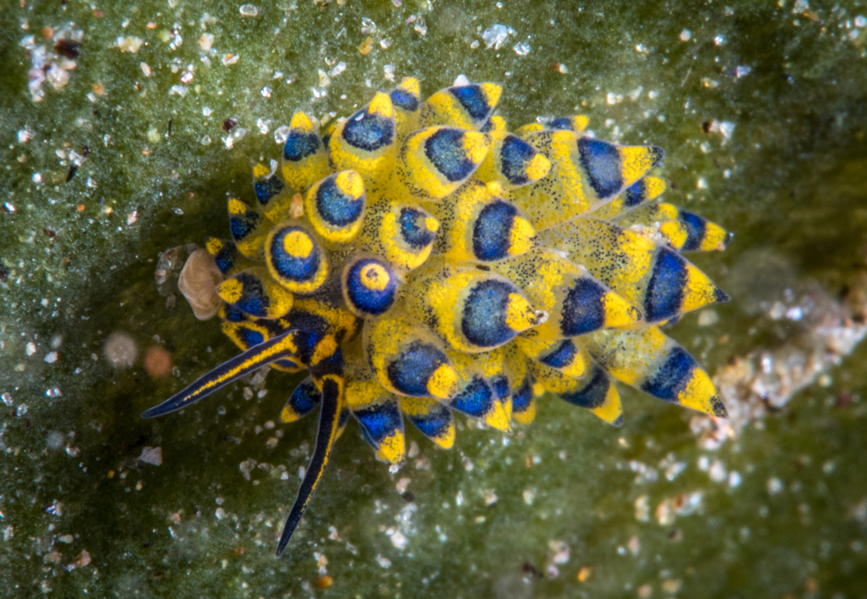 blue-and-gold-nudi