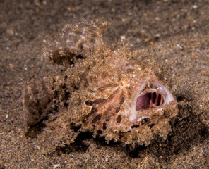 hff-mouth