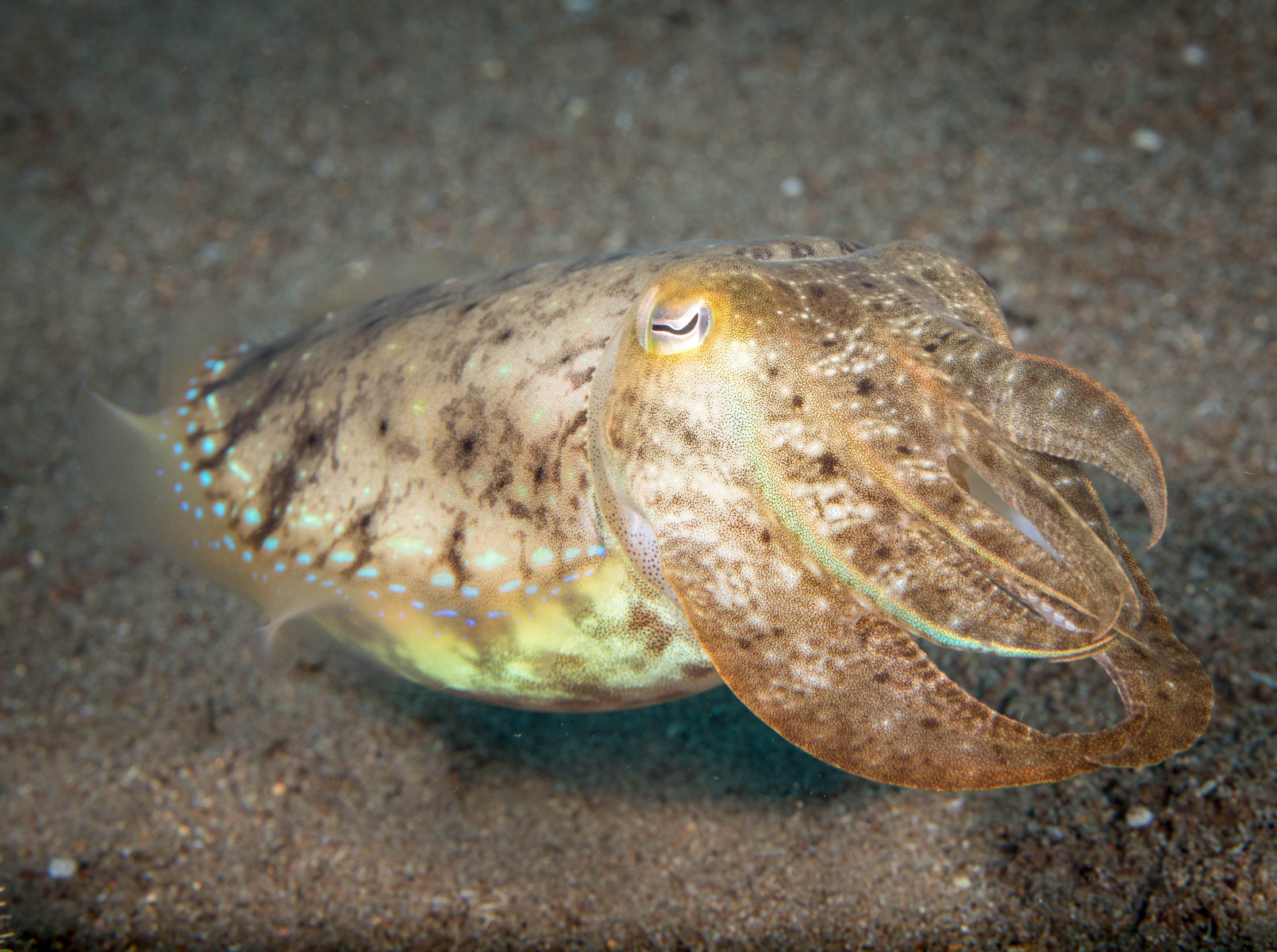 cuttlefish_