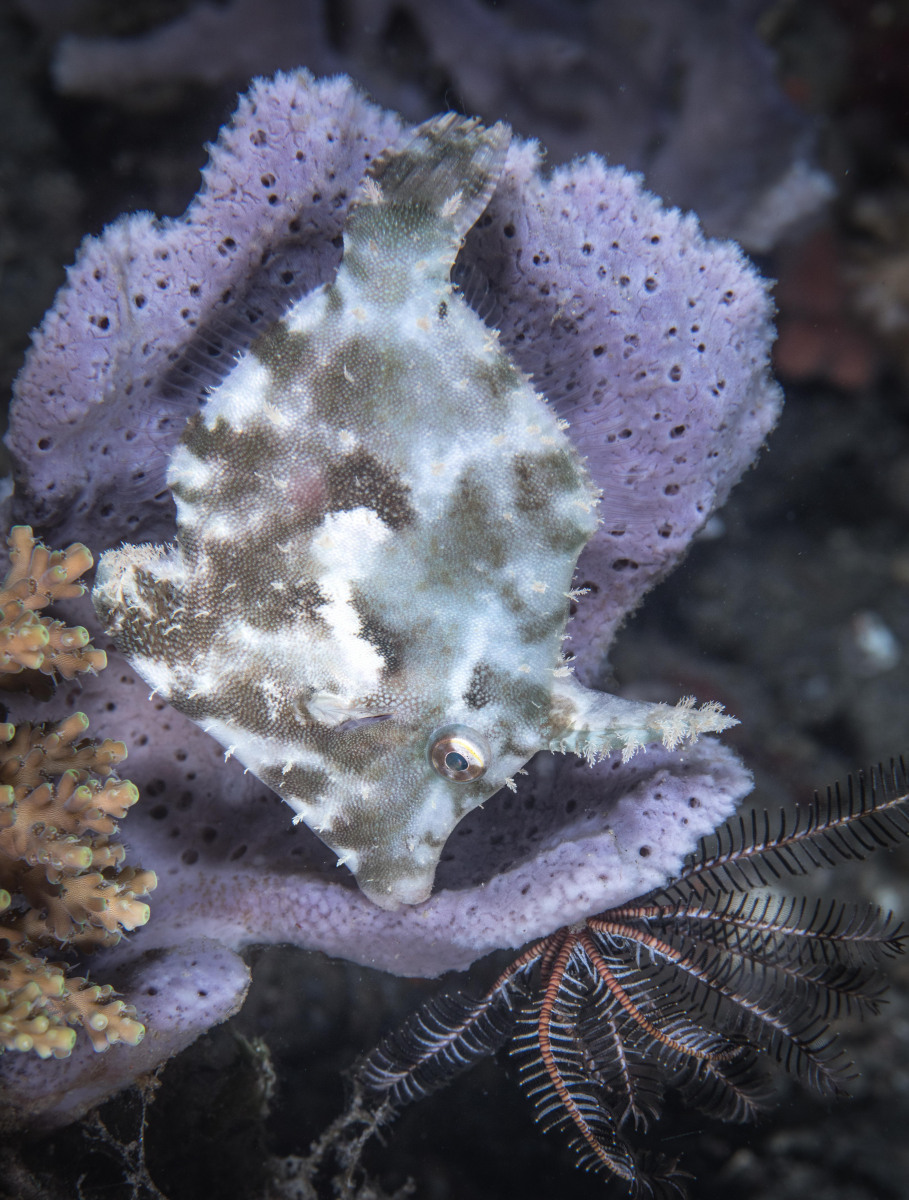 file-on-purple-coral
