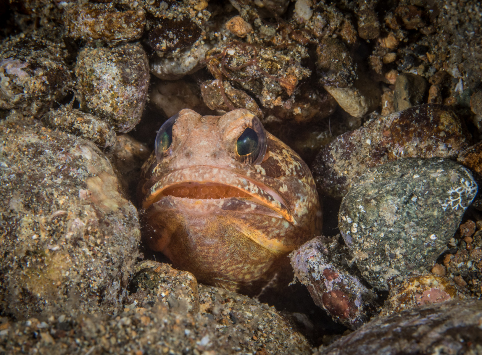 jawfish-with-eggs-2