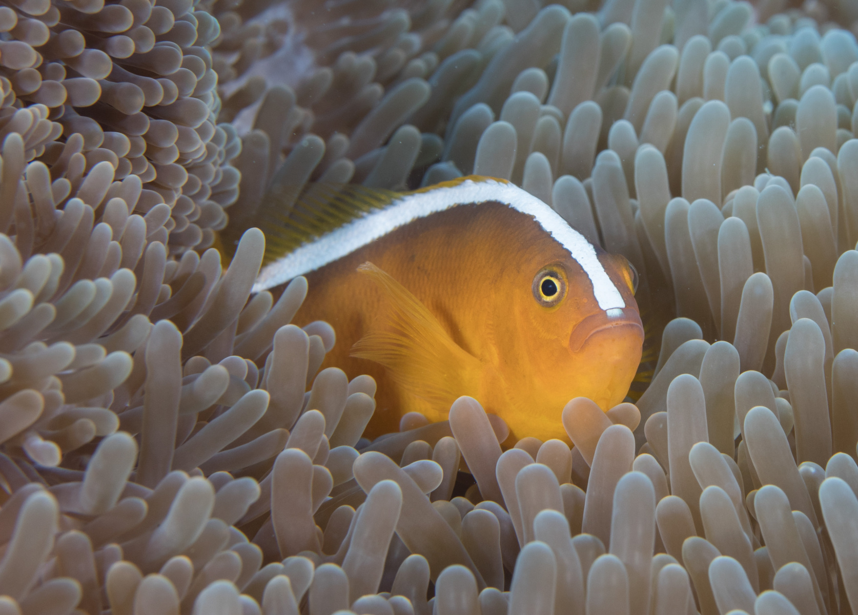 lipped-anemone-fish
