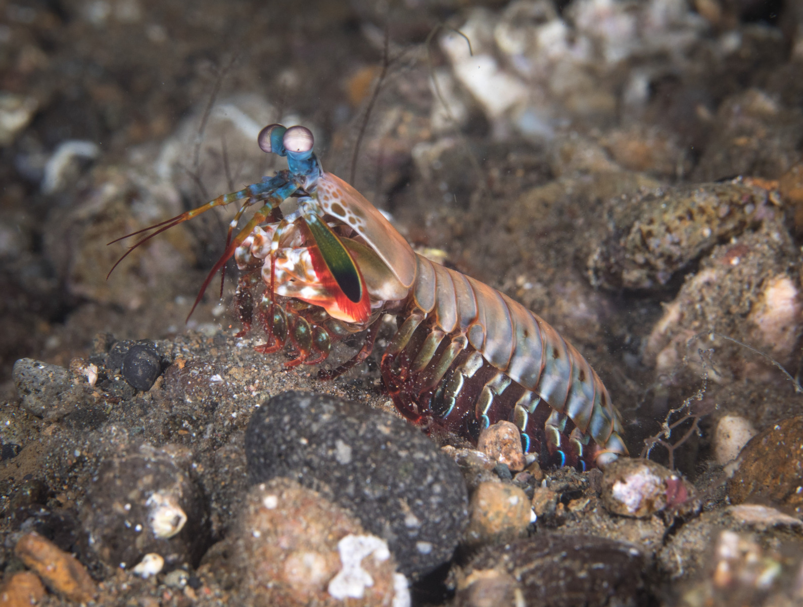 mantis-shrimp-2
