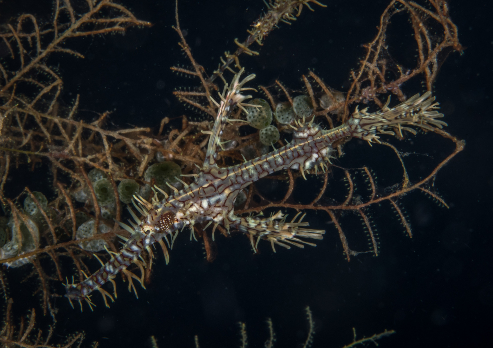 ornate-ghost-pipefish-in-weed-2