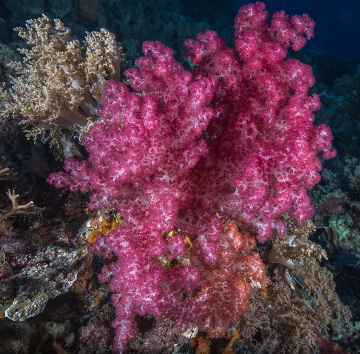 pink-and-orange-soft-coral