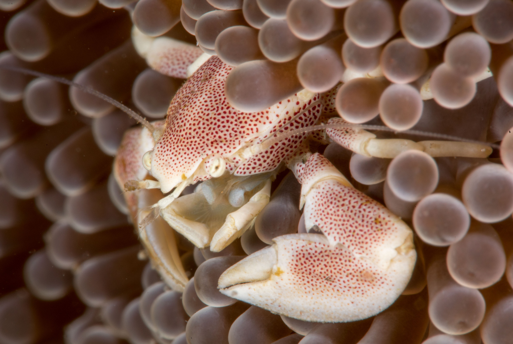 porcelin-crab