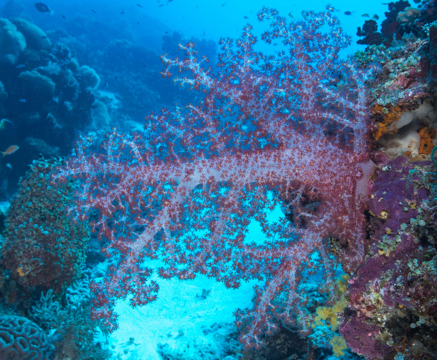 r-soft-coral
