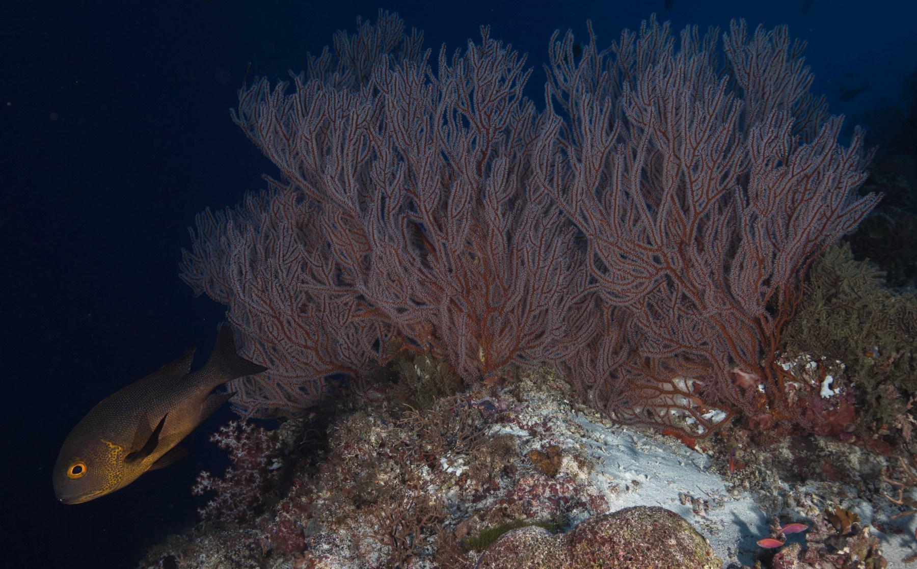 red-grogonian-with-fish