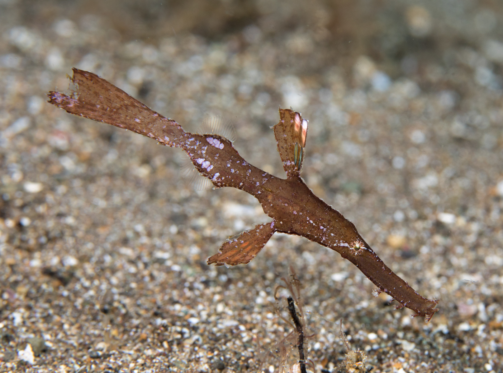 robust-ghost-pipefish-2