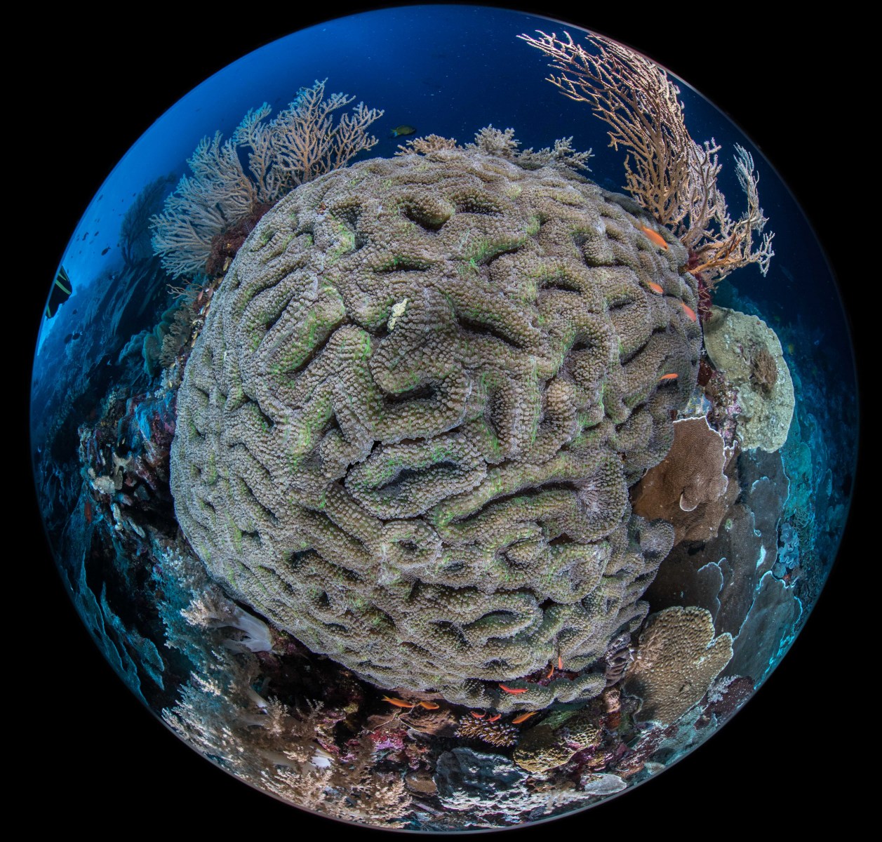 round-brain-coral