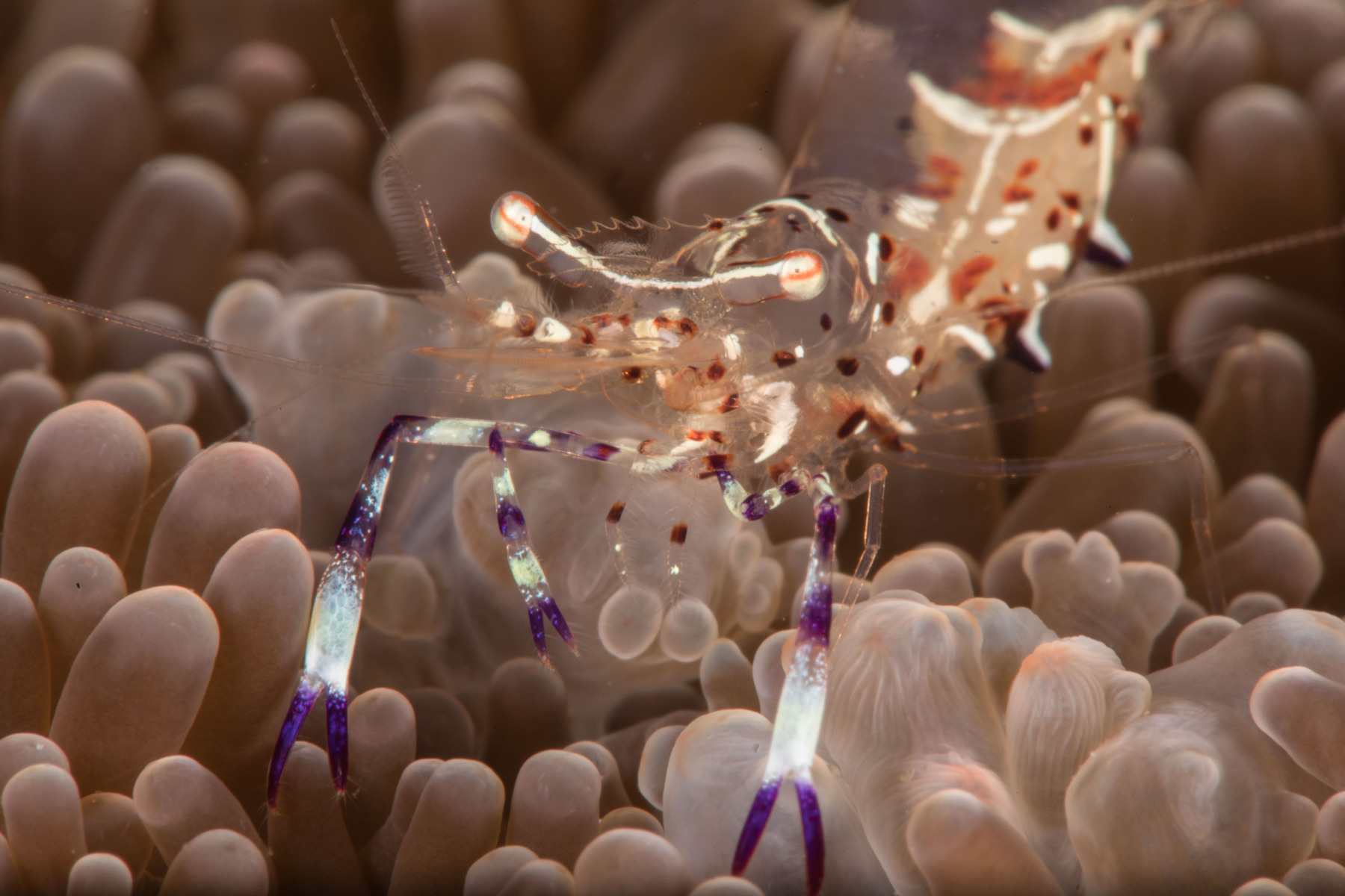 skinny-anemone-shrimp