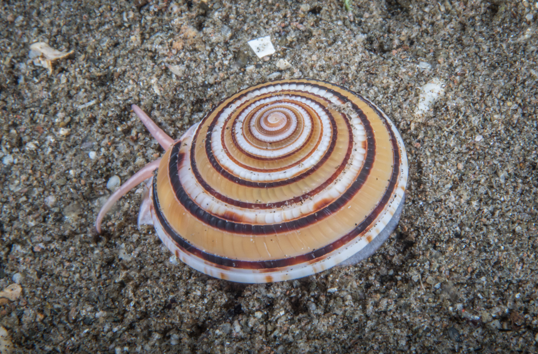 spinner-shell