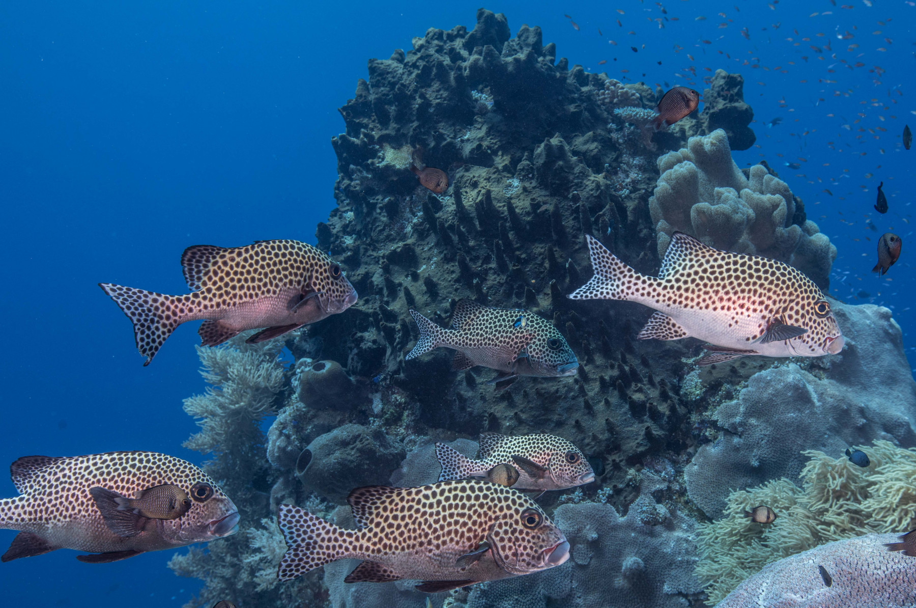 spotted-sweetlips