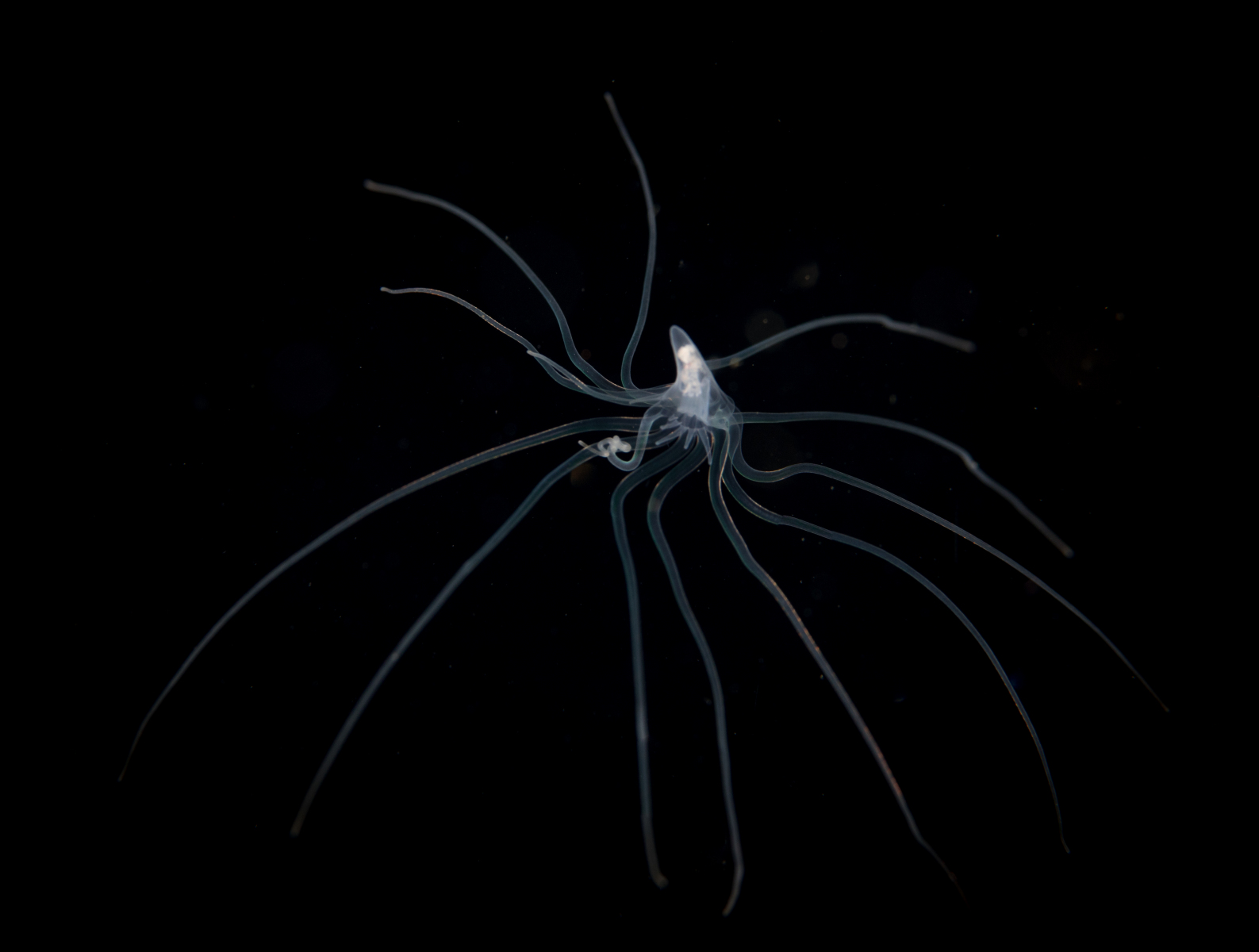 squid-larve-2