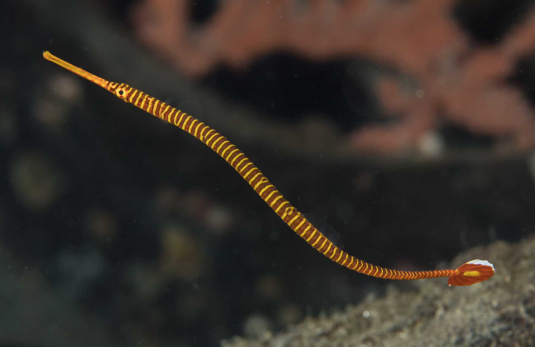 striped-pipefish