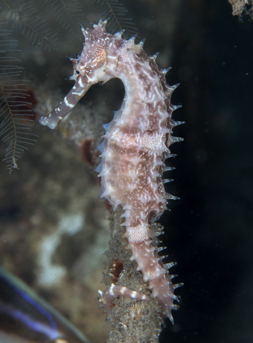 thorny-seahorse