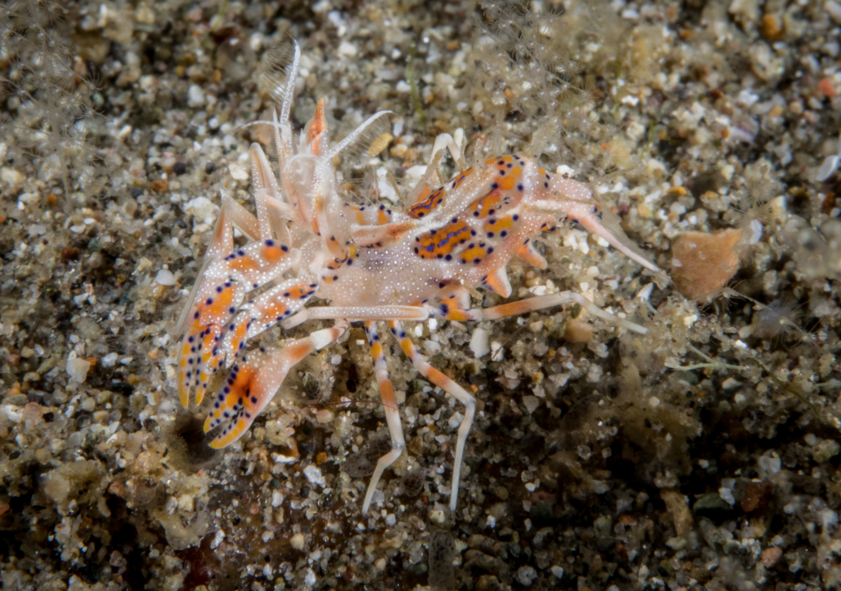 tiger-shrimp-2