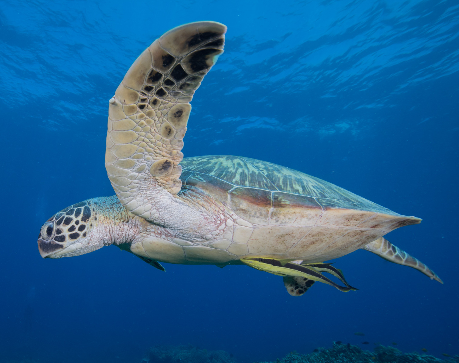 turtle-arm-swimming