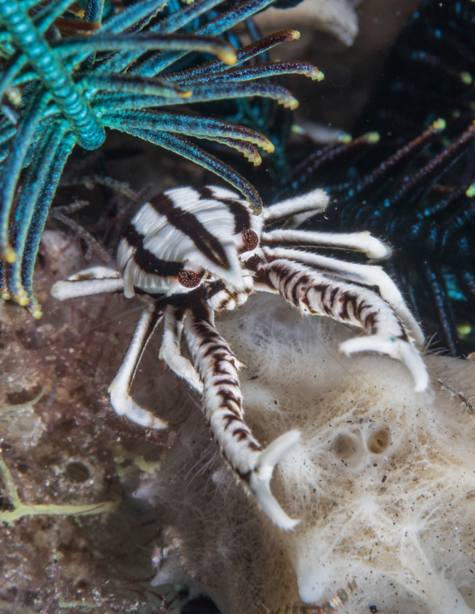 white-chrinoid-crab