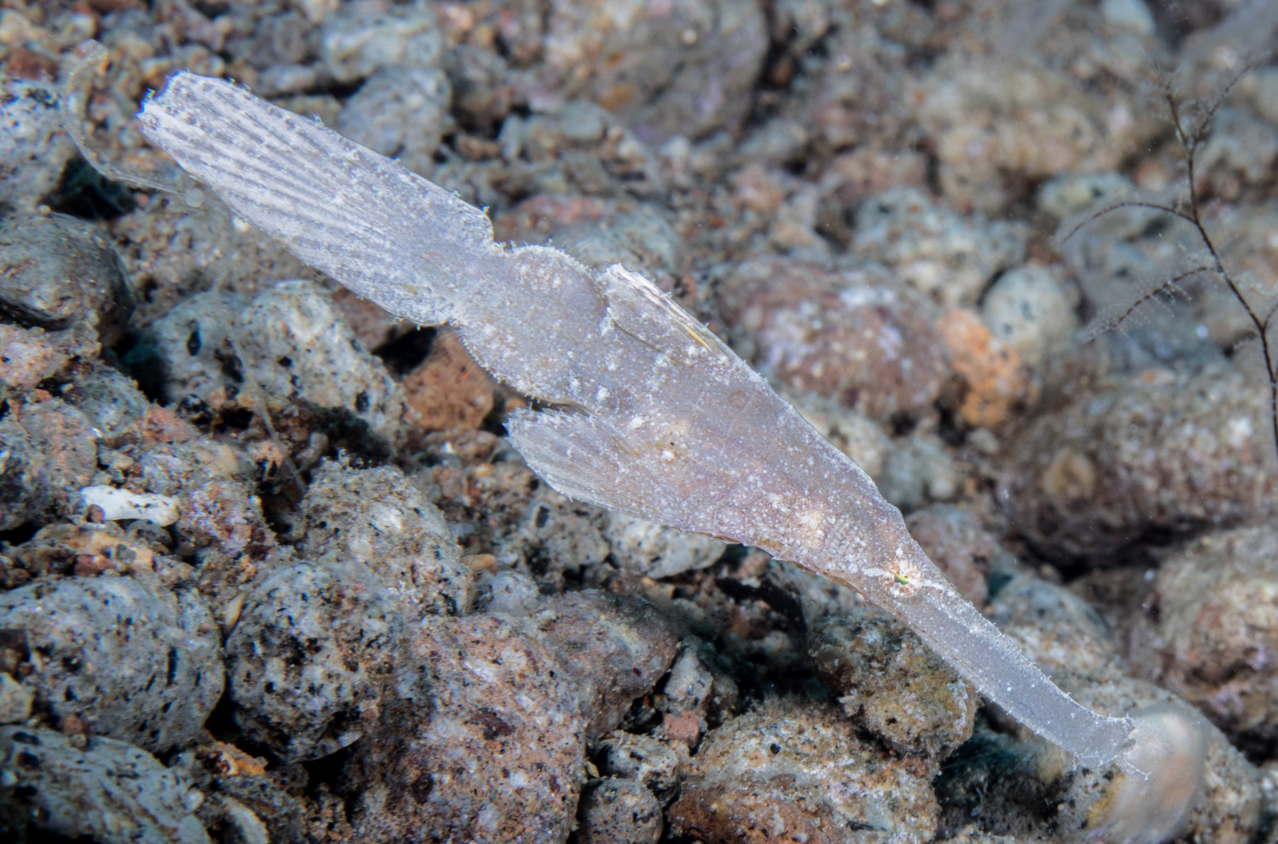 white-robust-ghost-pipefish