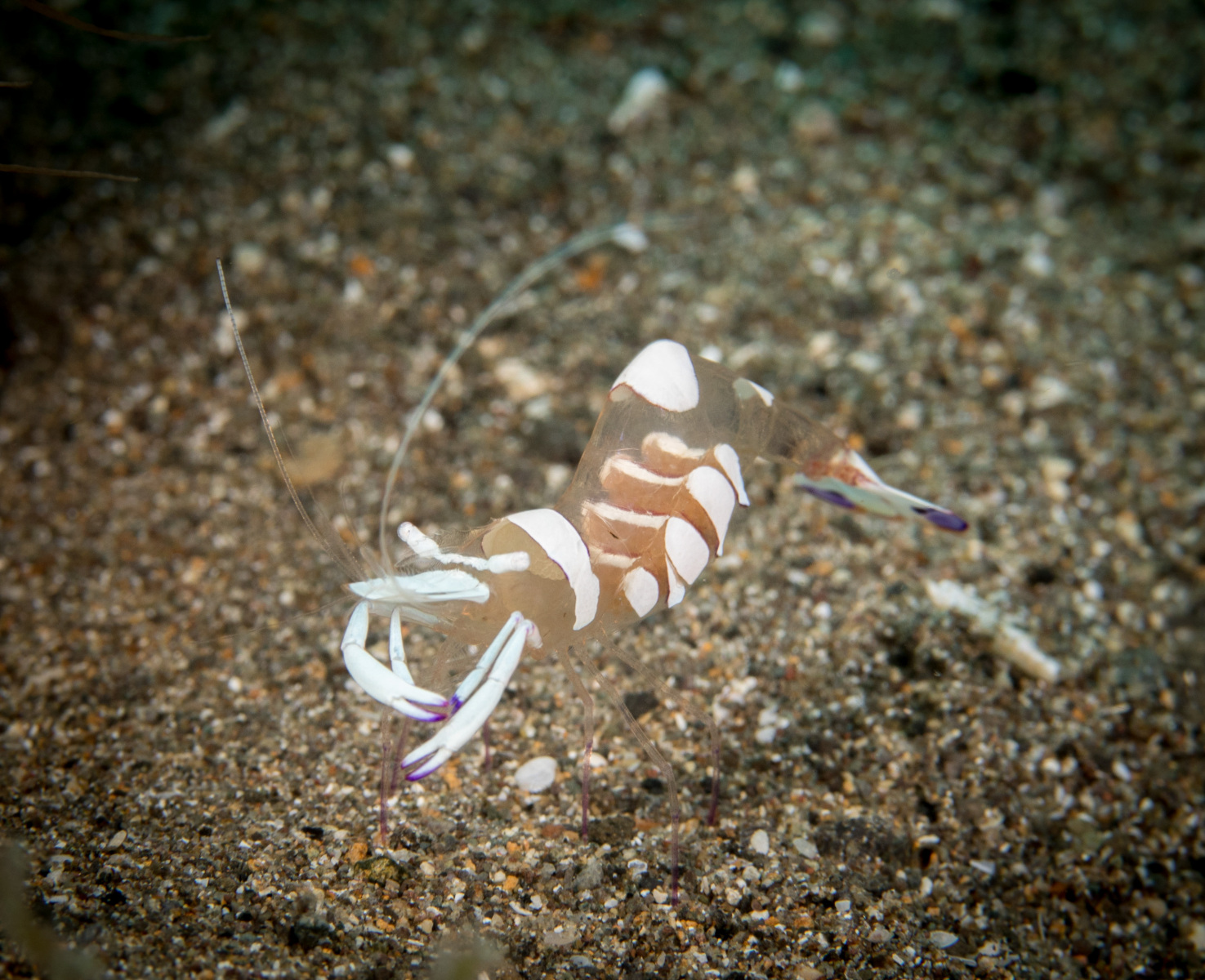 white-shrimp-2