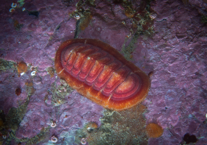 1_Chiton