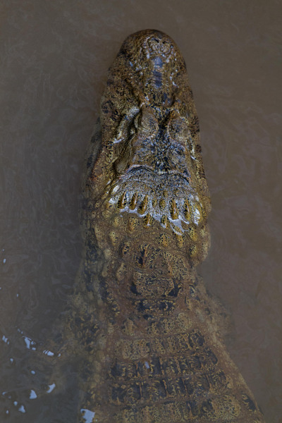 1_Croc