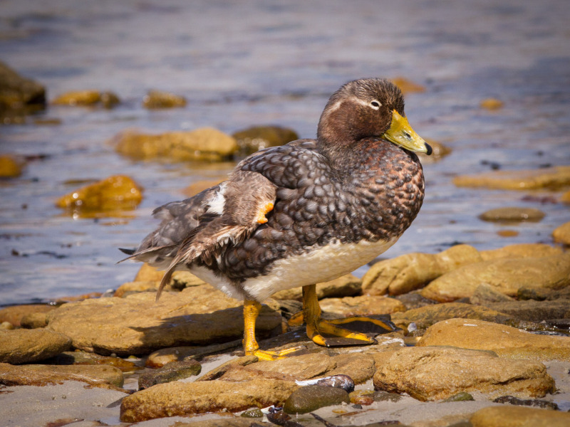 1_Duck