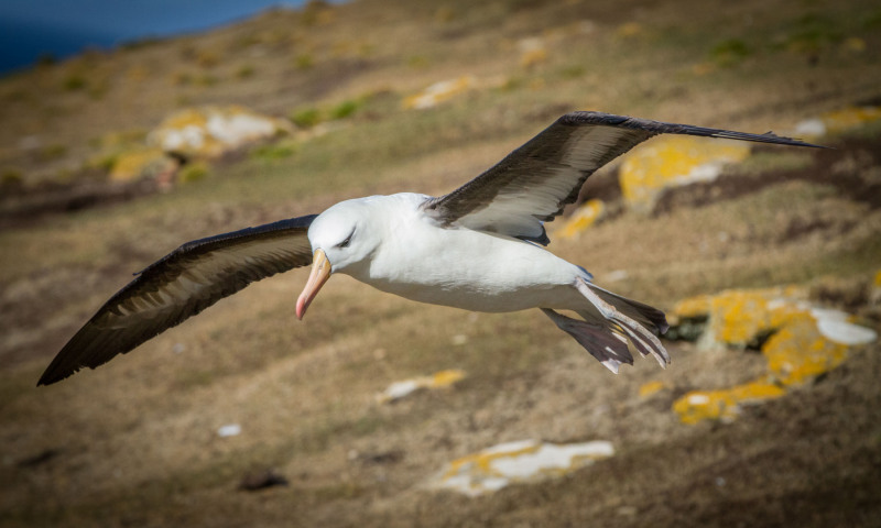 Albatros-From-the-Side