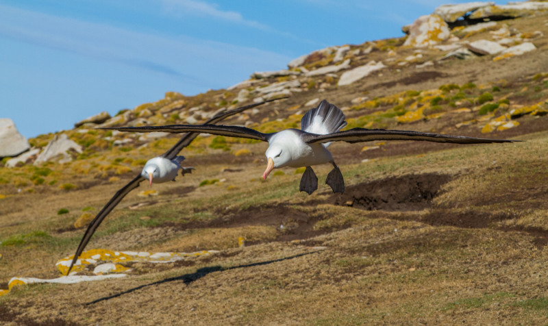 Albatros-Soaring