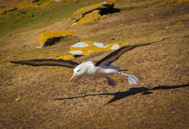 Albatros-coming-in